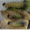 carch alceae larva5 volg22